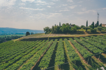Tour dell’Amarone in Valpolicella da Venezia