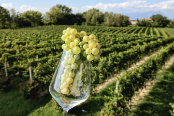 Viaggio nel mondo dei vini Lugana sul Lago di Garda
