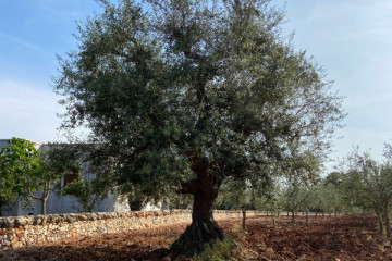 Degustazione di olio d'oliva a Locorotondo