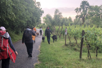 Wine xperience - nel cuore della Valtenesi