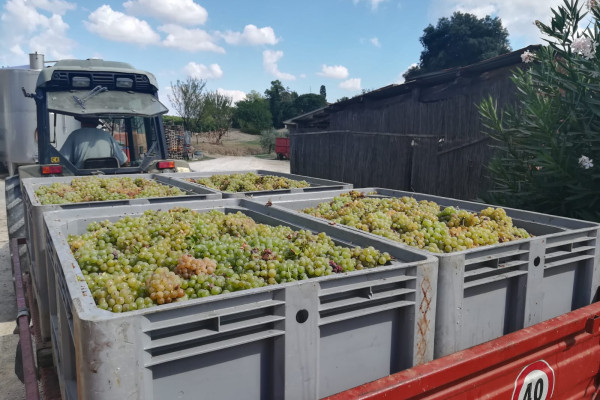 Cantina Toscana San Gimignano -Vini Biologici 
