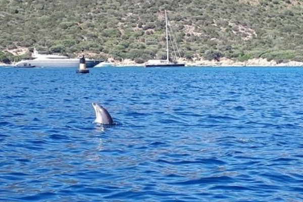 Avvistamento delfini