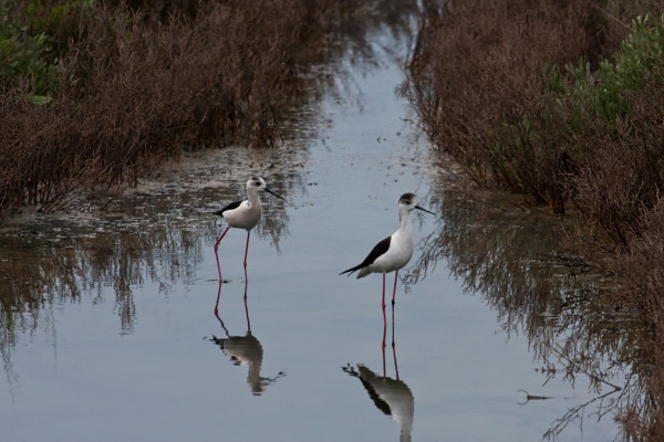 per gli amanti del birdwatching