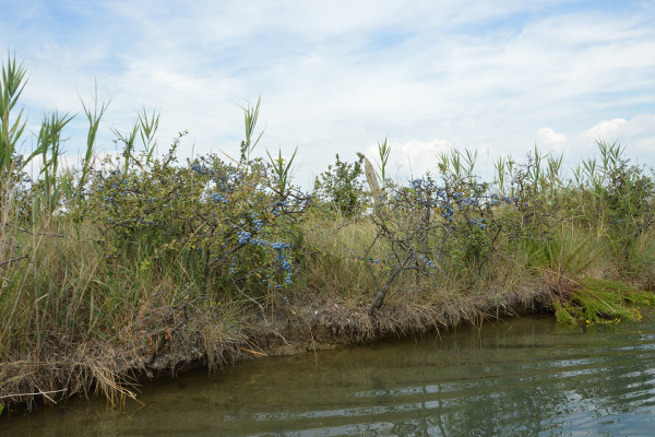 il canale ha acqua bassa e ferma, non ci sono onde