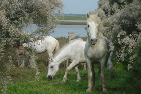 Cavalli Camargue-Delta