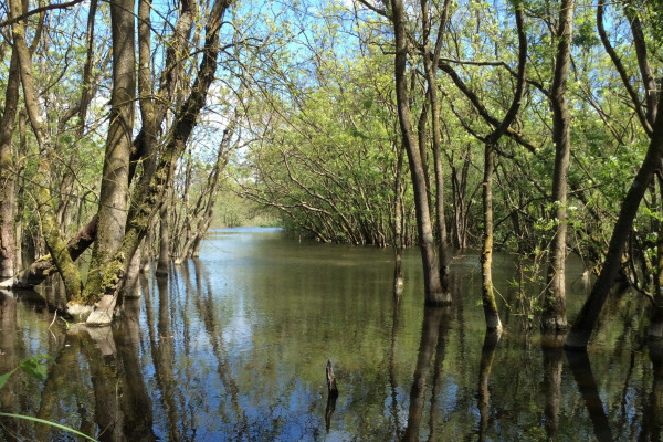 Foresta Allagata 