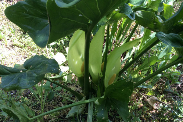 Gigaro - Arum italicum