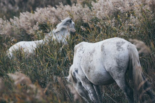 Fotografia di Luca Rontini