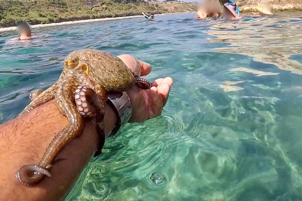 snorkeling