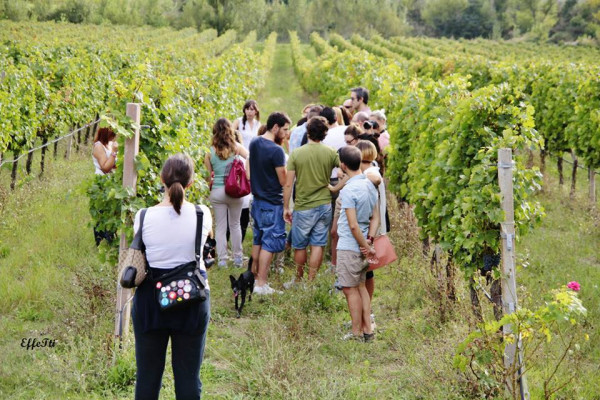 Esperienze e degustazioni nel Vigneto di Assisi