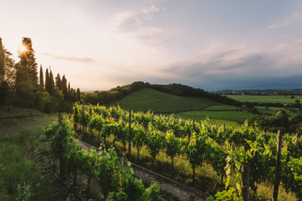 Vigneti sul Colle San Giovanni