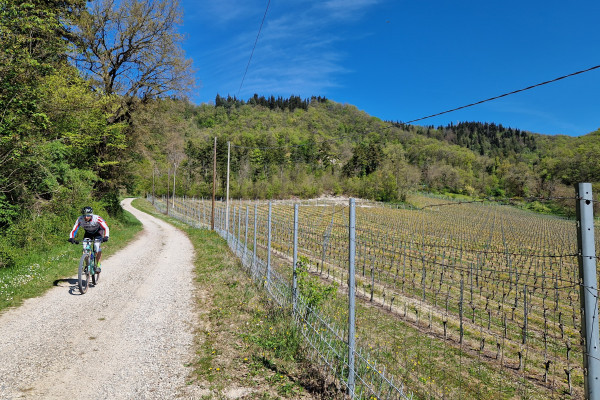 Pedaliamo tra i vigneti del Pignoletto DOCG
