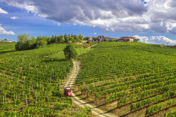 Visuale sui vigneti