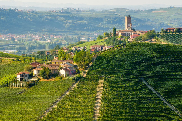 Barbaresco e i suoi vigneti