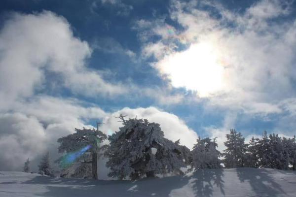 53_SNOWPOLLINO2