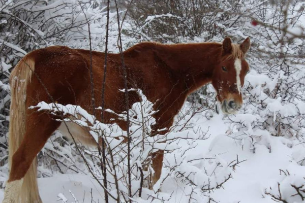 53_SNOWPOLLINO6