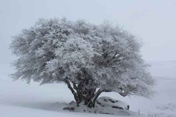 53_SNOWPOLLINO7