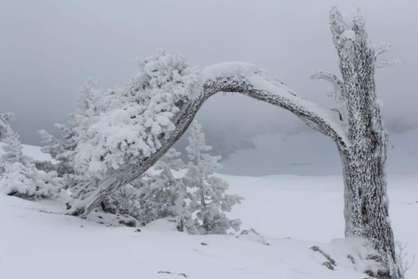 53_SNOWPOLLINO8