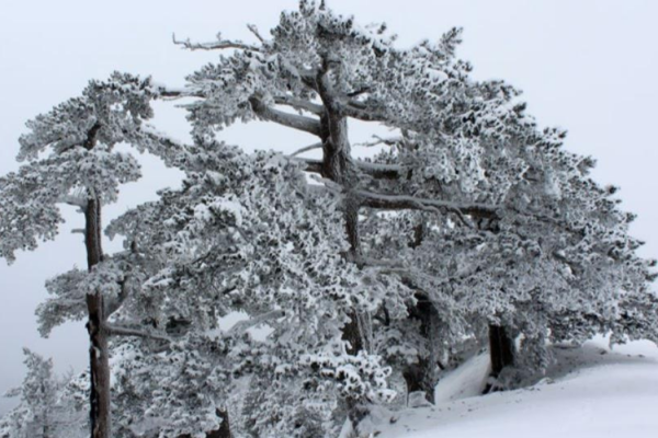 53_SNOWPOLLINO9