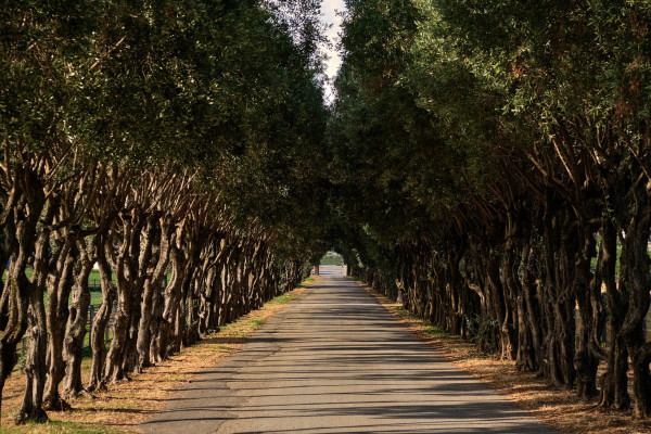 Tour Privato: Paestum, Visita guidata Mozzarella Bufala e pranzo incluso