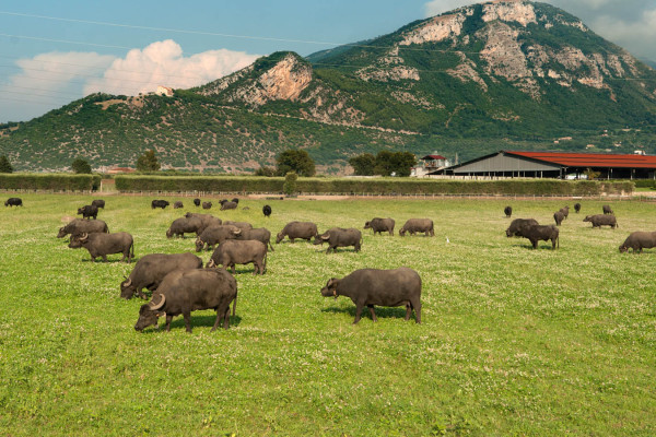 Tour Privato: Paestum, Visita guidata Mozzarella Bufala e pranzo incluso