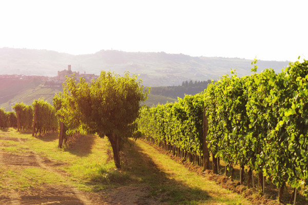 Vigneto Lazzarito