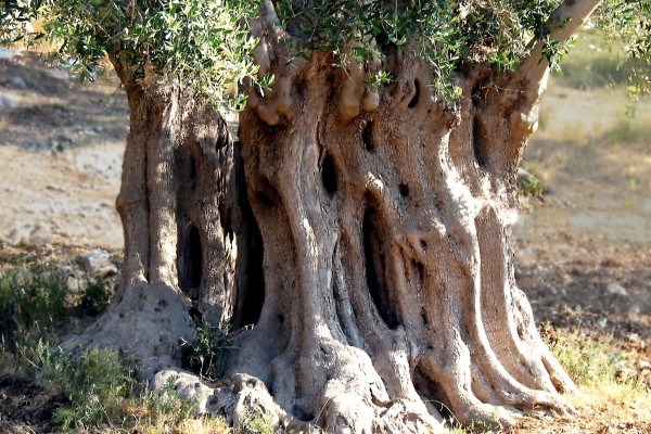 Degustazione Esclusiva di Olio Extravergine in Masseria
