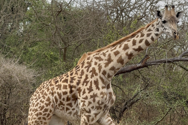 Una delle giraffe salvate