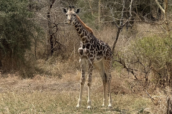 Un cucciolo di giraffa