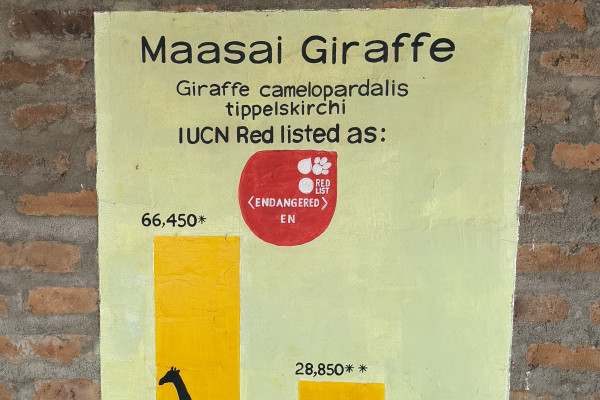 La diminuzione delle giraffe dal 1985 al 2022