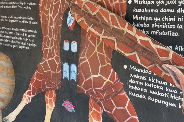 L'anatomia della giraffa