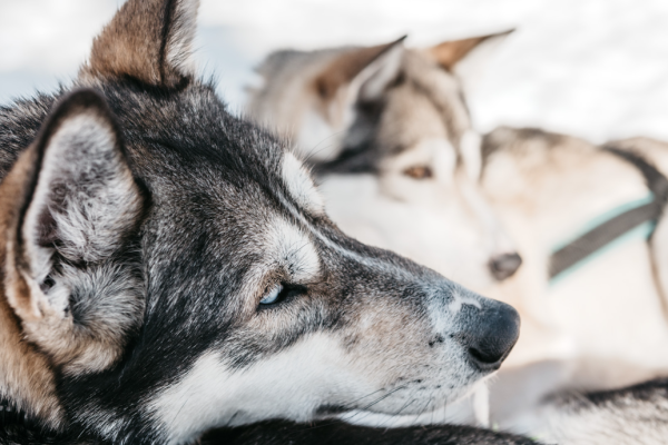 Husky i protagonisti di questa esperienza