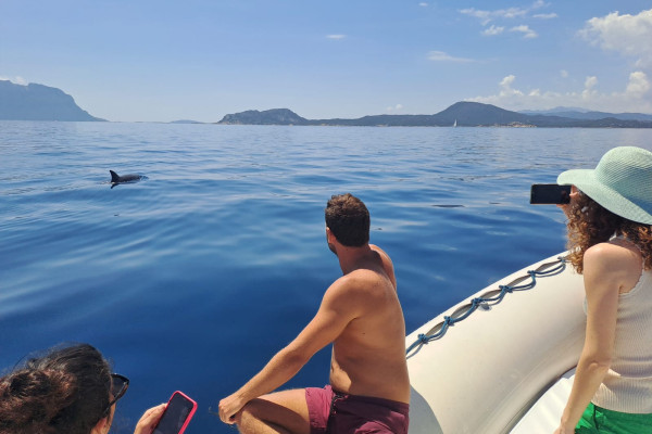 Dolphin watching
