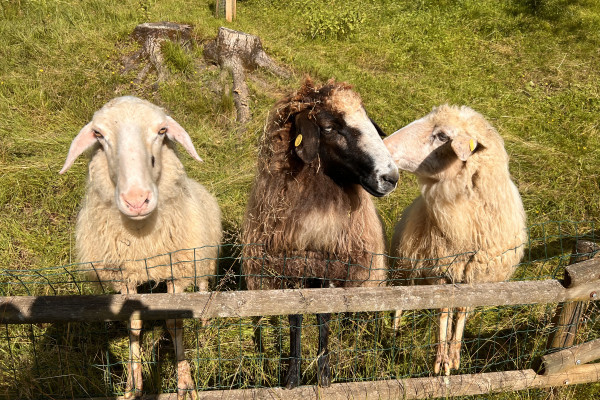 Il nostro Trio