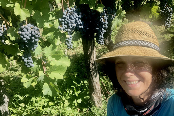 L'uva: il frutto di Madre Terra 