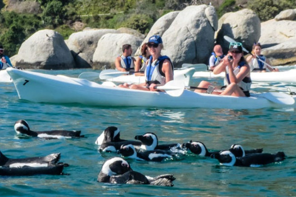 Una presenza numerosa di pinguini Jackass