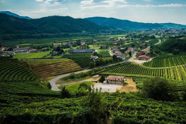 Le vigne di borgo Cloz
