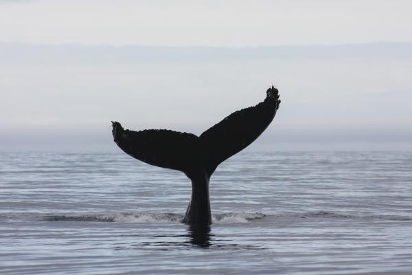 Humpback whale