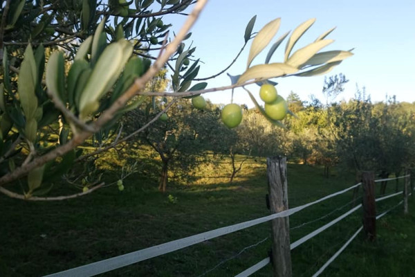 Un uliveto riparato dei venti del nord e da est da fitti boschi e colline verdi