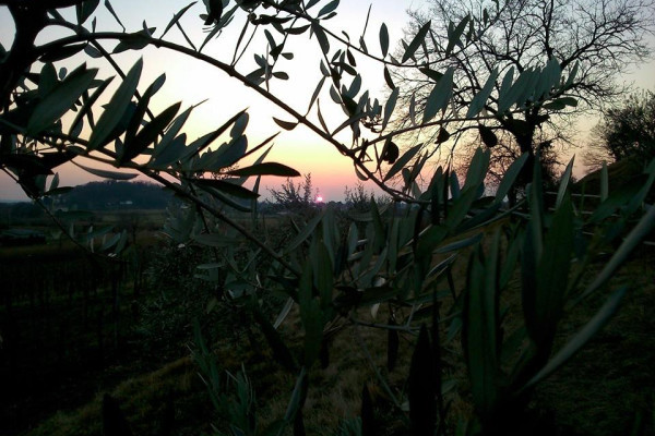 ... orientato in modo perfetto e grazie a questo con un suo microclima tutto suo ...... 