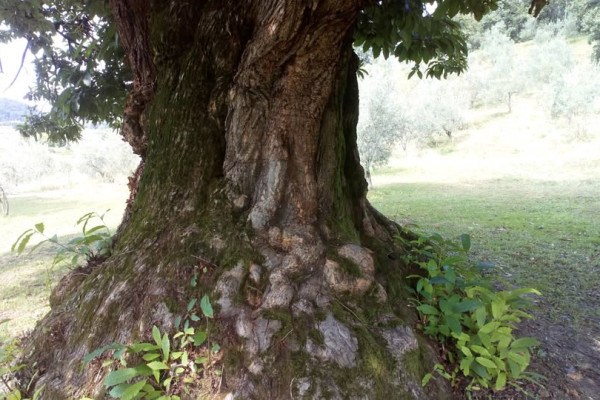 ... con il vecchio castagno che fa da guardia agli olivi minuscoli in confronto ...