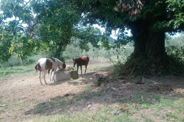 .... con presenze importanti con cui gli alberi interagiscono.