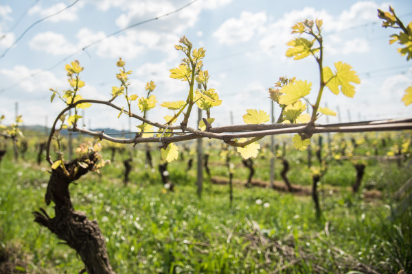 In vigna