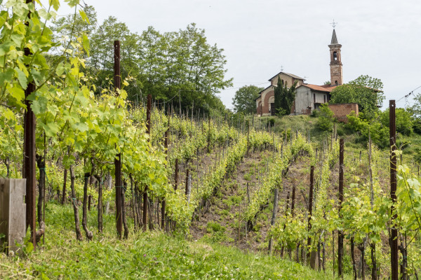 Vigneto Occhetti cru