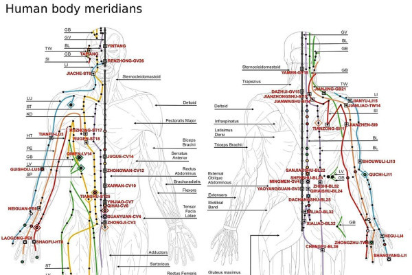 Meridiani (medicina tradizionale cinese) Wikipedia