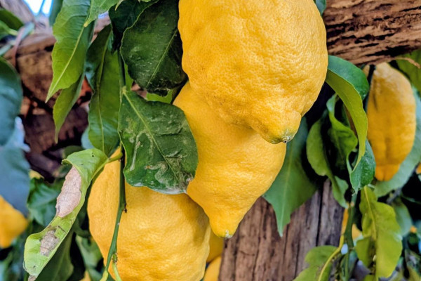 Lemon Tour Amalfi Coast + Transfer & Tasting Experience
