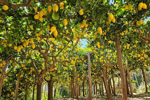 Lemon Tour Amalfi Coast + Transfer & Tasting Experience
