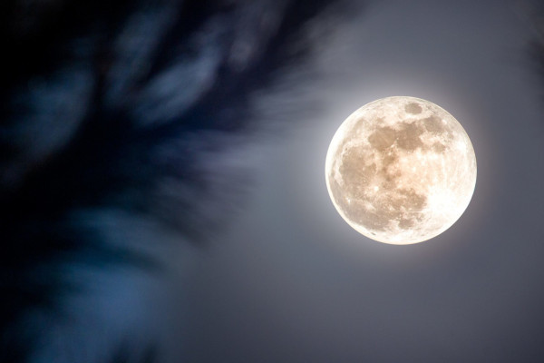Luna sul bosco