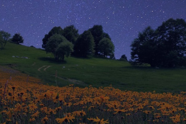 Arnica di notte
