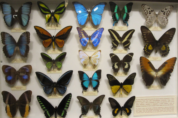 Museo Natuale, Orto Botanico, Specola